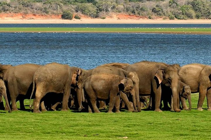 Minneriya Elephant Safari wth Sigiriya Lion Rock from Colombo - Photo 1 of 4